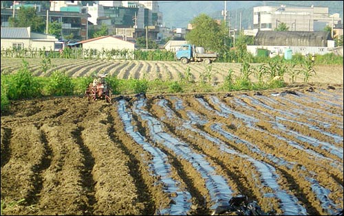 맞은편 밭에서는 이랑에 비닐을 덮고 있었습니다. 